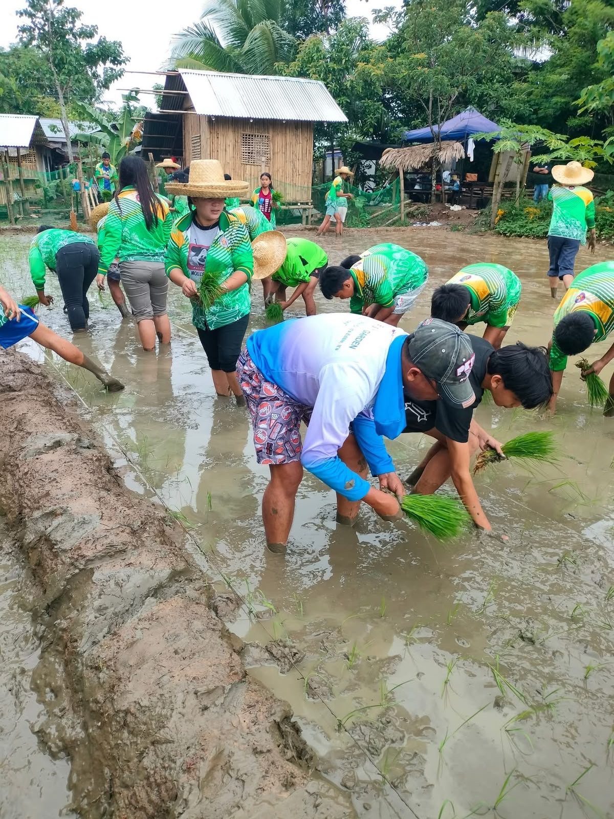 Community members planting rice seedlings together in a muddy field.